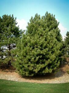 Сосна Чёрная (Pinus Nigra) купить по цене от 270.00р. в интернет-магазине «Посадика» с доставкой почтой в в Пскове и по всей России – [изображение №1].