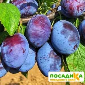 Слива Чачакская ранняя купить по цене от 229.00р. в интернет-магазине «Посадика» с доставкой почтой в в Пскове и по всей России – [изображение №1].