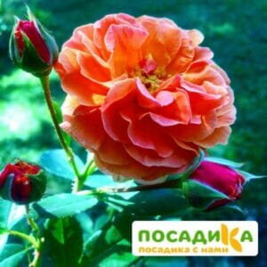 Роза Арабия купить по цене от 350.00р. в интернет-магазине «Посадика» с доставкой почтой в в Пскове и по всей России – [изображение №1].