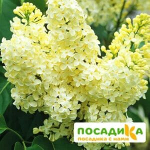 Сирень Примроуз (Primrose) купить по цене от 529.00р. в интернет-магазине «Посадика» с доставкой почтой в в Пскове и по всей России – [изображение №1].