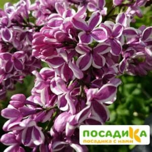 Сирень Сенсация купить по цене от 529.00р. в интернет-магазине «Посадика» с доставкой почтой в в Пскове и по всей России – [изображение №1].