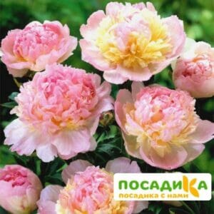 Пион Распберри Сандей (Paeonia Raspberry Sundae) купить по цене от 959р. в интернет-магазине «Посадика» с доставкой почтой в в Пскове и по всей России – [изображение №1].