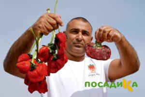 Клубника Гигант Джорнея купить по цене от 266р. в интернет-магазине «Посадика» с доставкой почтой в в Пскове и по всей России – [изображение №1].