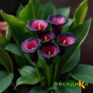 Калла Аура Лейс купить по цене от 400р. в интернет-магазине «Посадика» с доставкой почтой в в Пскове и по всей России – [изображение №1].