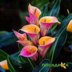 Калла Оникс купить по цене от 450р. в интернет-магазине «Посадика» с доставкой почтой в в Пскове и по всей России – [изображение №1].