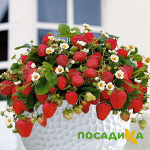 Клубника Рубиновый Шепот (горшечная) купить по цене от 240р. в интернет-магазине «Посадика» с доставкой почтой в в Пскове и по всей России – [изображение №1].
