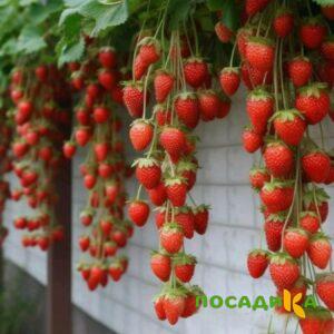Клубника вьющаяся Комплимент купить по цене от 470р. в интернет-магазине «Посадика» с доставкой почтой в в Пскове и по всей России – [изображение №1].