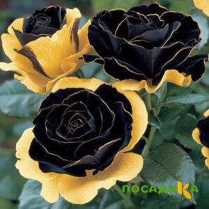 Роза Ханни Сикл купить по цене от 700р. в интернет-магазине «Посадика» с доставкой почтой в в Пскове и по всей России – [изображение №1].