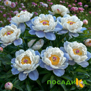 Пион акварельный Этюд купить по цене от 806р. в интернет-магазине «Посадика» с доставкой почтой в в Пскове и по всей России – [изображение №1].