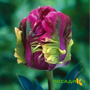 Тюльпан Экзотик Хэвен купить по цене от 186р. в интернет-магазине «Посадика» с доставкой почтой в в Пскове и по всей России – [изображение №1].